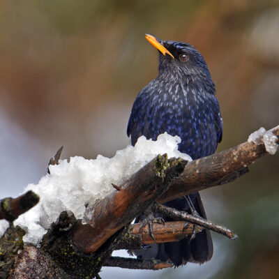 Blue-whistling Thrush