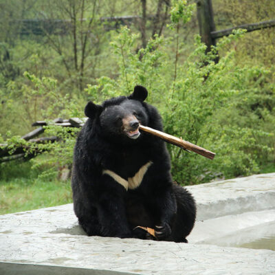 bear-aru