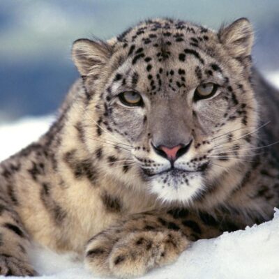 snow leopard