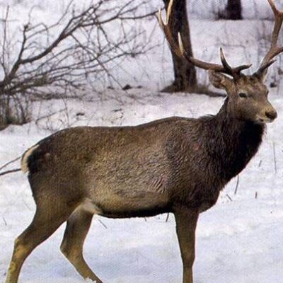 wild-life-aru